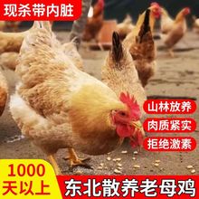 新鲜现杀整只鸡月子鸡煲汤炖汤东北农村散养老母鸡大黄油鸡