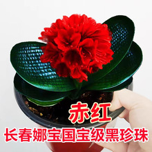 君子兰旗舰店一叶苗麻脸珍珠王宽叶短叶圆头和尚名贵