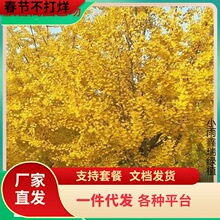 һ�����l�y�Ә���׹���ͥԺռ�ؾG����ľ�е�����~�y��С���ϱ�