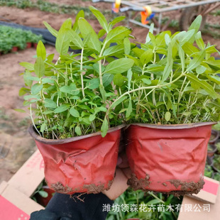 Aquatic Plant Pulsatilla Artificial Wetland Landscape Greening Plant Flower Bed Courtyard Garden Project Greening Seedlings