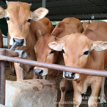 易游娱乐城- YY易游体育官方网站- 易游体育APP2024养牛合作合同协议