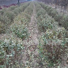 红花蓝叶忍冬球0.6-1.5米小区造园苗木丛生绿篱蓝叶忍冬杯苗树球