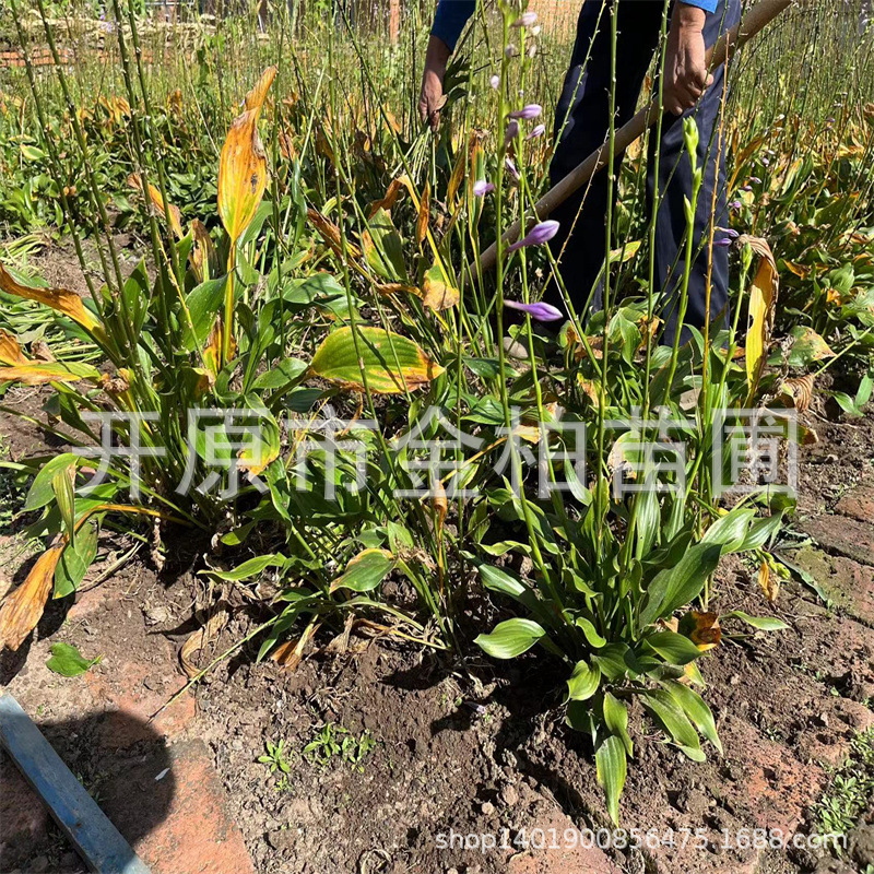 基地批玉簪花庭院观赏紫花玉簪苗宿根金边玉簪花苗盆栽玉簪花杯苗