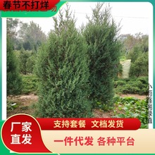 一件代发绿化塔松树苗 刺松树苗 刺柏苗 道路绿化 清明松 刺松树