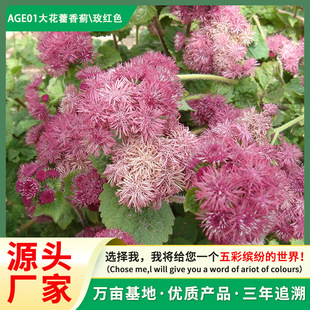 �S��ֱ�N޽���E�N�� �ټt�E һ֦���~�ꅲ��ï ��ɫ���� �N�����l