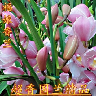 ����12���m����ȫ �����m�� �Ї��t  �ļ��_�� �B�����ĺ�Ʒ�N