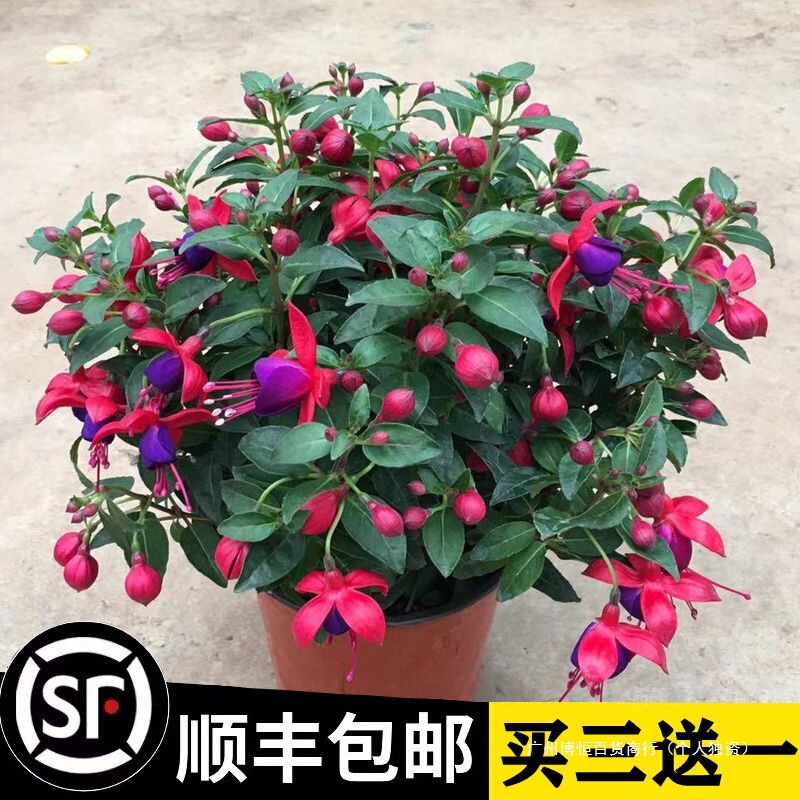 Balcony Lanterns Bloom with Four-Season Double-Petal Flowers Potted Upside-Down Golden Bell Green Plants Flower Seedlings Flowers Continue to Bloom Indoors