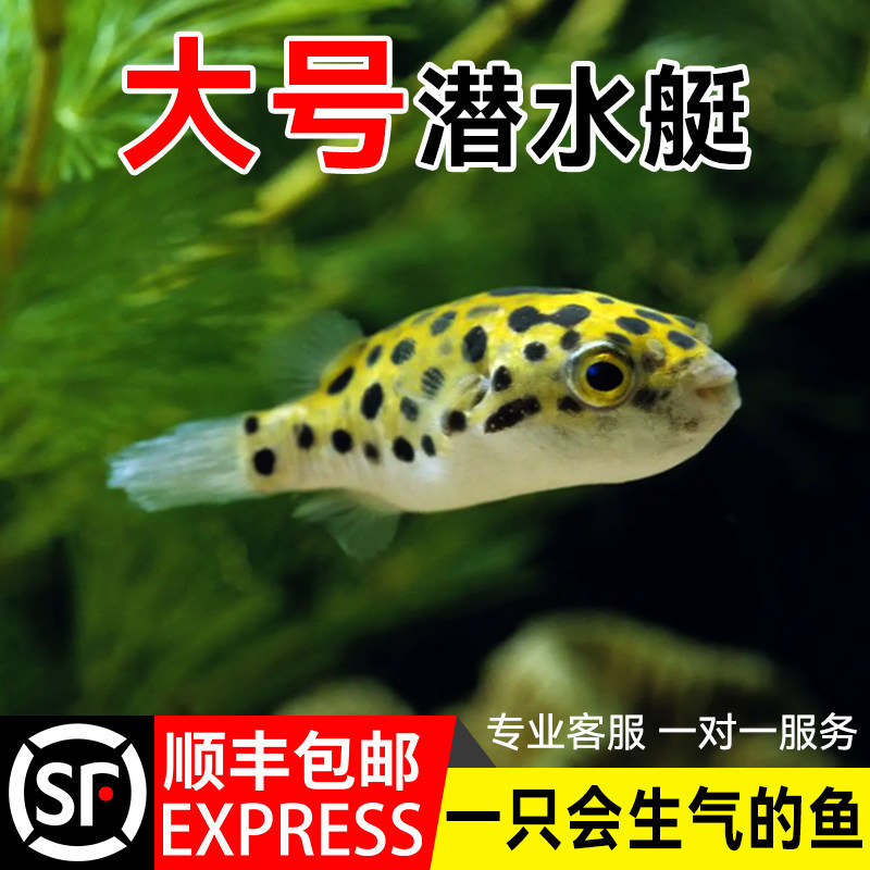 Live Pufferfish Ornamental Fish, Chocolate Submarine Fish, Doghead Freshwater Tropical Pet Fish, Fish That Get Angry Live Pufferfish Ornamental Fish, Chocolate Submarine Fish, Doghead Freshwater Tropical Pet Fish, Fish That Get Angry