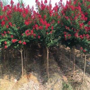 Home Courtyard Landscape Tree Greening Seedling Plant Lagerstroemia indica Seedling American Red Rocket Lagerstroemia indica Seedling Red Fire Ball Lagerstroemia indica
