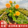 庭院盆栽浓香型植物玫瑰花苗