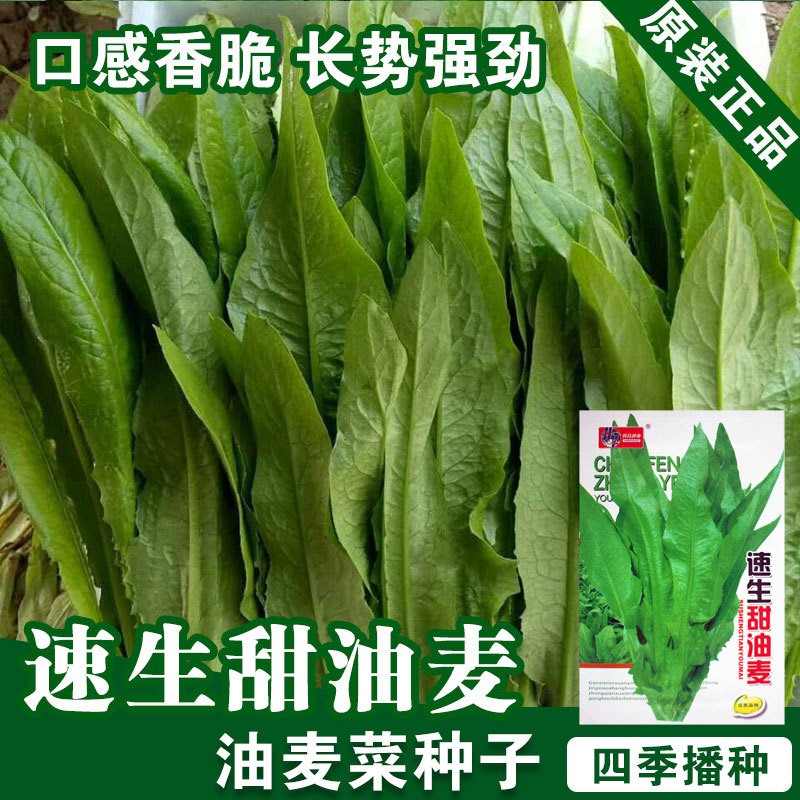 速生香油麦菜种子油麦菜籽蔬菜种子批发菜种菜籽种子公司四季播种