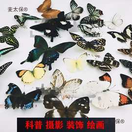 A-品相真蝴蝶标本未展翅原蝶杂蝶昆虫幼儿园教学收藏摄影道麦太保