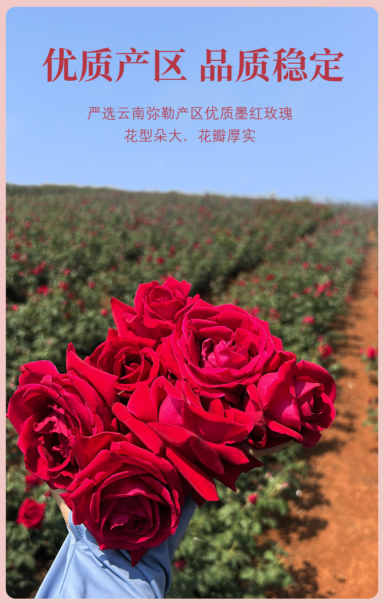 Mo Hong Rose Freeze Dried Rose Bud Tea 30g Bottle Yunnan Herbal Flower Tea key features