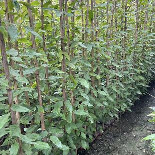 The Number of Oil Hemp Rattan Nursery Plantings Is Huge and the Specifications Are Complete. Ivy, Wisteria, Creeper, Lingxiao