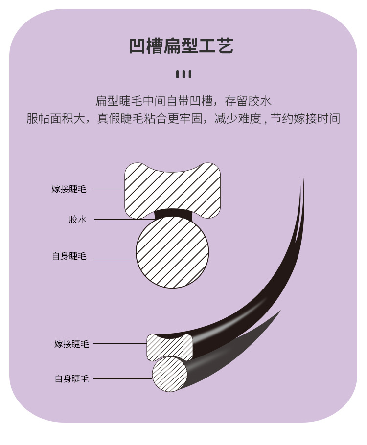 双尖扁毛睫毛 双尖扁毛睫毛