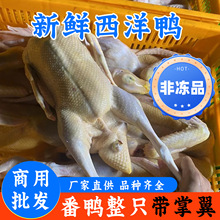 新鲜番鸭西洋鸭生鲜红头鸭红嘴鸭冰冻全鸭整只商用批发