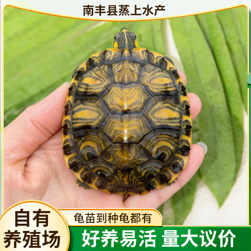 深水龟黄耳龟吃粪便龟杂食鱼缸混养乌龟活体活物观赏龟宠物龟活物