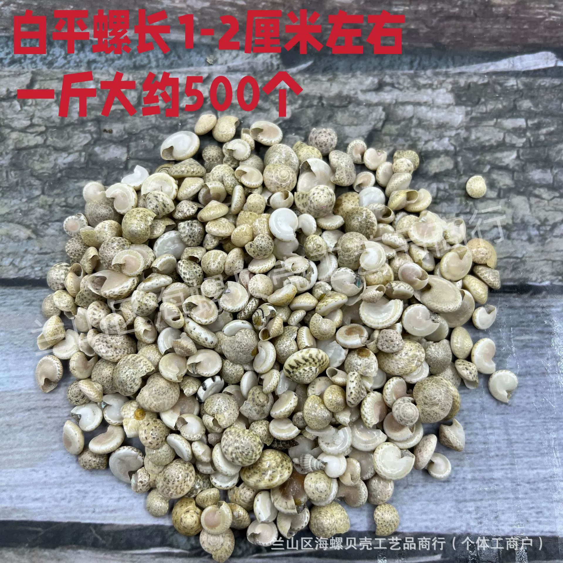 Shell Natural Shell Conch Stars Drifting Bottle Shell Crafts Wholesale Diy Handmade Shell Materials