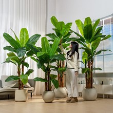 2025年大型仿真植物芭蕉树大叶子旅人蕉室内客厅玄关造景假树装饰