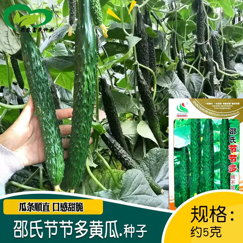 邵氏节节多黄瓜种子 农田菜园种植脆嫩清香瓜条顺直黄瓜蔬菜种籽