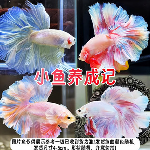 ̩�����~�^�p�~�~�������Ů���~�Ꭷ�~���挙����w��ĸ