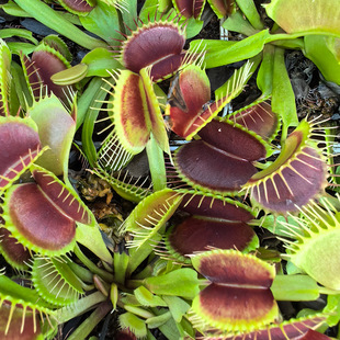 ��ω���������㻨�ܾGֲˮ��ֲ����ò�ʳ�˻��i�\��ƿ�Ӳ�é���