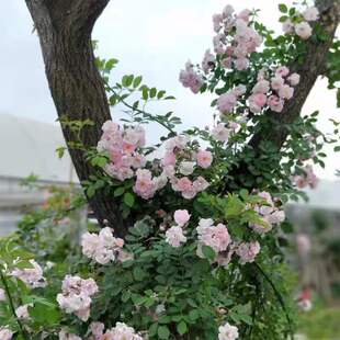 Pink Rose Seedlings, Old Varieties, Thornless Ten Sisters, Color-Changing Roses, Light Pink Seven Sisters Climbing Vines