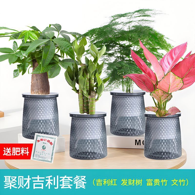 [인터넷 연예인 별분지] 돈나무 + 아스파라거스 대나무/행운대나무/길리레드