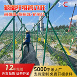 玻璃纤维杆防雹防鸟网支撑杆苦瓜爬藤立柱避雨遮阳棚搭架玻璃钢管