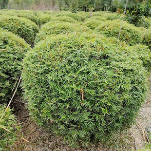 Phoenix Tail Bamboo Ball, Panda Bamboo Ball, Guanyin Bamboo, Sichuan Landscaping Project Seedlings, Grassland Bamboo Plants