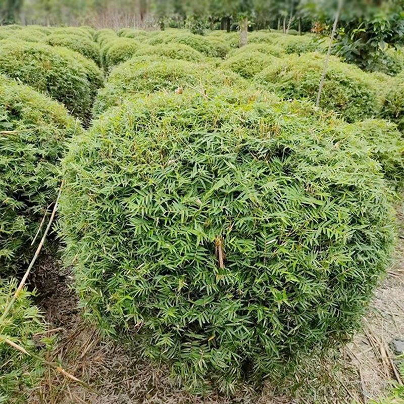 Бамбуковый шар Fengwei панда бамбуковый шар Гуаньинь бамбуковый Ландшафтный проект Сычуань саженцы граминовые бамбуковые растения