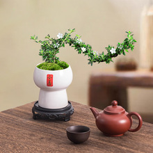 復古陶瓷小喜花盆家用桌面裝飾造景盆小口徑六月雪盆栽擺件塑料托