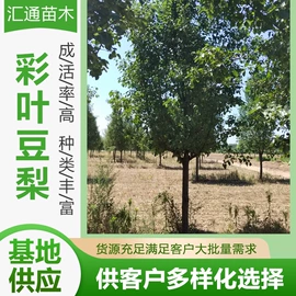 乔木;其他园林植物