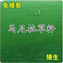 羳؛RݷNѲƺN޼o¹ļƺ