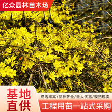 迎春花树苗庭院绿化植物云南黄馨藤条四季常青花卉长春花盆栽老桩