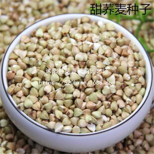 ɢ�b���w���N���w���N�� ���|�w���N����ѿ�˷N�� �s�Z�N�ӳ�ѿ��