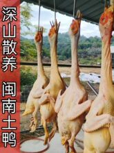 ����Ȫ�ݷ�Ѽɽ��ɢ����Ѽ��ĸѼ����������Ѽ������ֻ������ɱ��