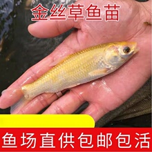 金草鱼苗俄罗斯金丝鲩活体大鱼苗淡水养殖黄金草鱼红草鱼快大饲料