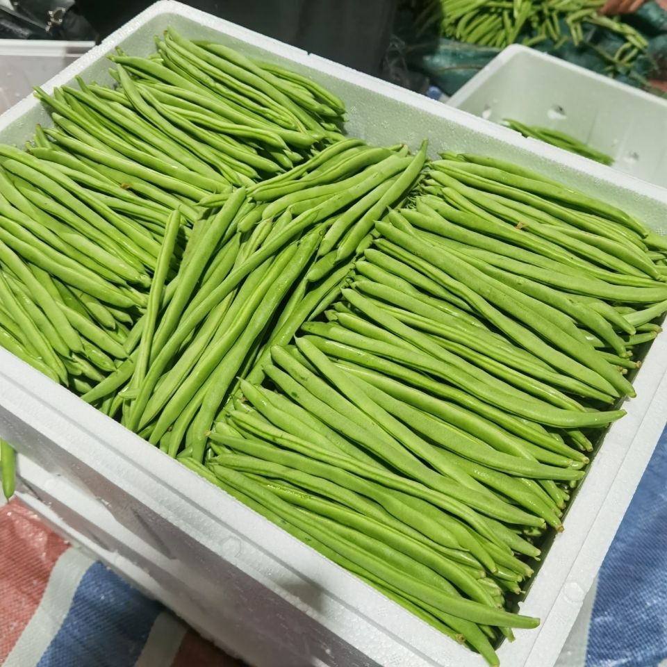 新鲜四季豆绿色蔬菜厨房炒菜做菜佳选青菜农家蔬菜带箱6斤批发