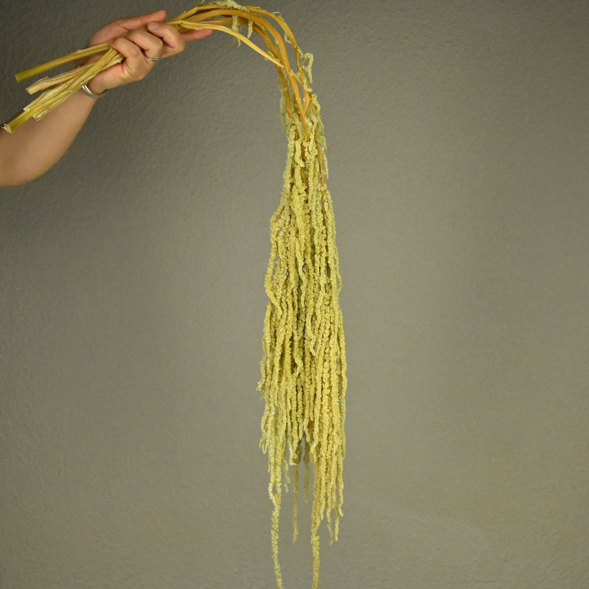 Flores fantasmas colgantes de arroz flor inmortal Juliet Amantes lágrimas colgantes de flores de decoración de bodas flores verdaderas