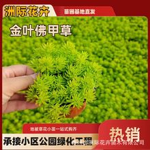 佛甲草基地批发 金叶佛甲草黄金条 地被造景杯盆栽绿化工程佛甲草