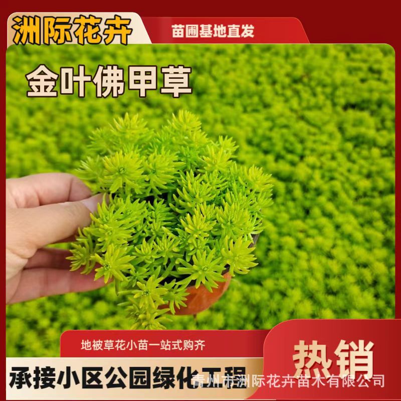 佛甲草基地批发 金叶佛甲草黄金条 地被造景杯盆栽绿化工程佛甲草