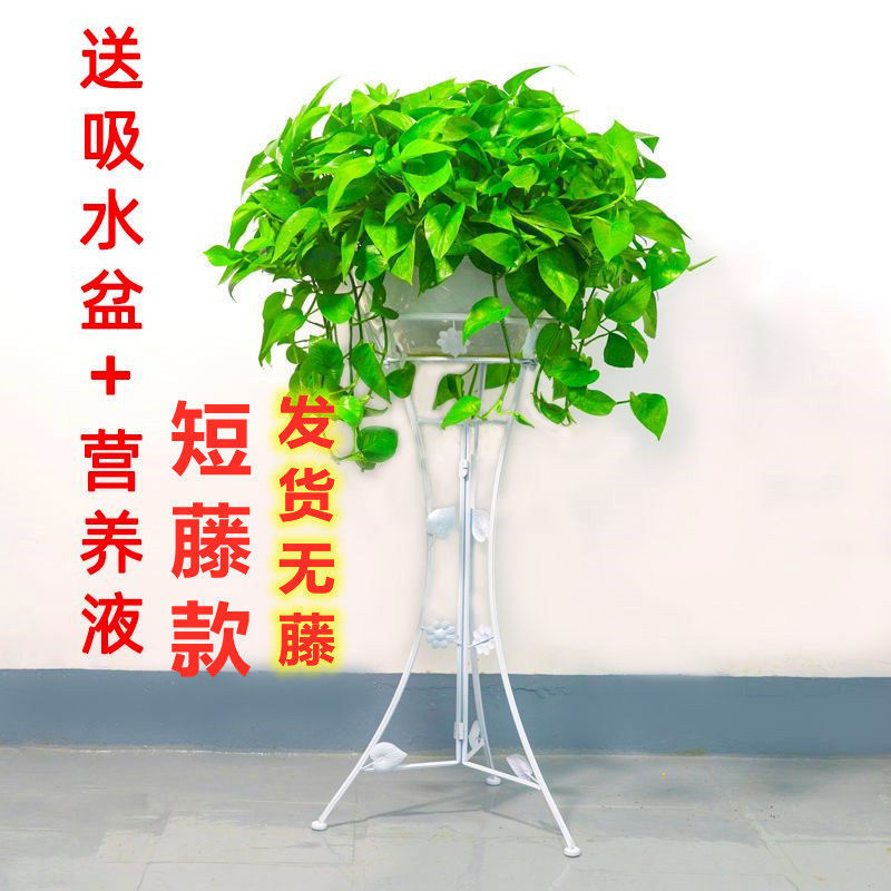 흰색 화분에 짧은 덩굴이 있는 큰 녹색 무 135그루 + 흡수성 화분 + 액체 2개