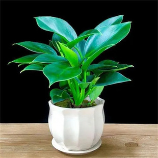 �������ֲ���K��荾G�}�jˮ����~�Gֲ�����k���҃ȑ��˺��B����