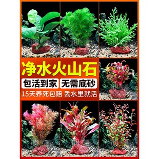 ˮ��ֲ����~���쾰�[��ˮ��ֲ�����������ɽʯȫ��С�~��ˮ��