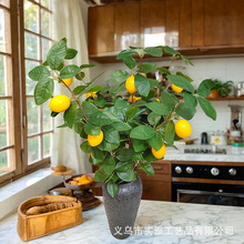 �羳���晎��֦���ʹ��WʽС���·������ļҾӾƵ��bGֲ�[��