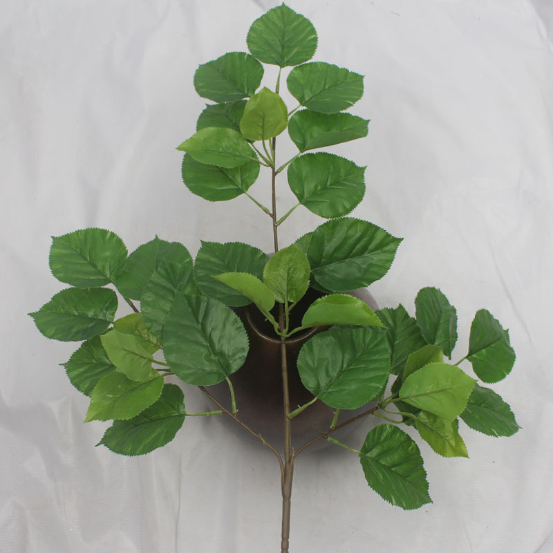 三叉珙桐叶 (2).jpg