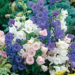 Bluebells flower seeds outdoor indoor four-season sowing flowering potted flower seeds balcony easy flower seeds