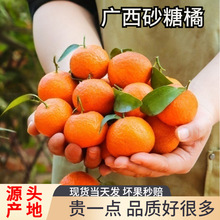 正宗广西砂糖橘新鲜水果金秋蜜桔无籽小沙糖桔子整箱斤礼盒顺丰