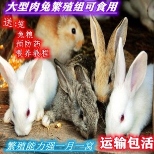 ���ӻ��w����������繫ĸ���B�ô��������������mС���ÿɷ�ֳ